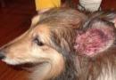 Саркоптична краста при кучета: симптоми, диагноза, лечение
