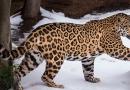Ako sanjate jaguara Zašto sanjate crnog jaguara