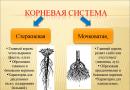 По какво се различава кореновата система от влакнестите?