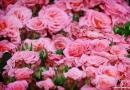 Непретенциозни дълго цъфтящи многогодишни цветя Красиви трайни насаждения