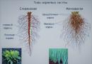 Cechy rozwoju liści palm