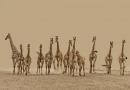 Žirafa kratke informacije