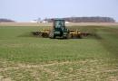 Pšenica kao zelena gnojidba u proljeće i jesen - koje su prednosti, s kojim biljkama kombinirati, kada sijati