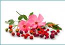 Jak zaparzyć suszone owoce róży Suszone owoce róży do oczyszczania jelit