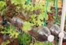 Co możesz zrobić z plastikowych butelek własnymi rękami do letniego domku, ogrodu i ogrodu warzywnego