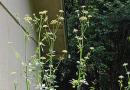 Zioła pikantne z rodziny Apiaceae: lubczyk i seler.Stosowane w kuchni.