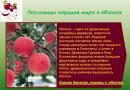 Istraživački rad “Slika jabuke u književnosti Uloga jabuke u ruskim narodnim pričama hipoteza