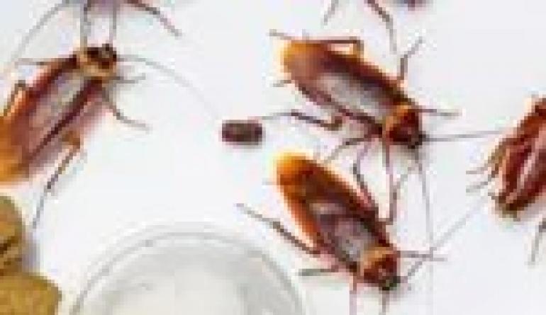 Kako se znebiti mravelj v stanovanju Kako uničiti hišne mravlje zanesljiv