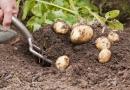 Лоша реколта от картофи: причини и решения Картофите растат зле какво да правя