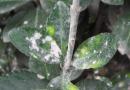 ఇండోర్ పువ్వులపై తెగుళ్ళు: మీలీబగ్