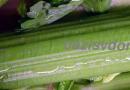 Sadnja celera za sadnice Tretiranje sjemena celera prije sjetve
