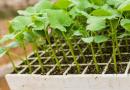 Rozciągnięte sadzonki ogórków: co robić, powody, jak sadzić