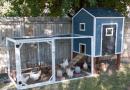Hodowla zwierząt: jak zbudować kurnik dla dziesięciu kurczaków własnymi rękami
