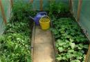 Възможно ли е да засадите краставици и домати в една и съща оранжерия - тайните на съвместното отглеждане Засаждане на домати и краставици в една и съща оранжерия