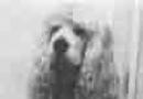 జార్జ్ కార్లిన్ ది ఫ్యూచర్ అది ఉపయోగించినది కాదు, భవిష్యత్తు ఉండేది కాదు