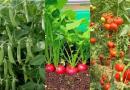 Как да засадите моркови на открито