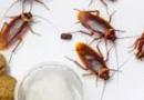 Как да се отървете от мравки в апартамент Как да унищожите домашни мравки надеждни